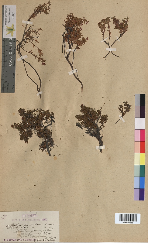 Loiseleuria procumbens (Ericaceae)