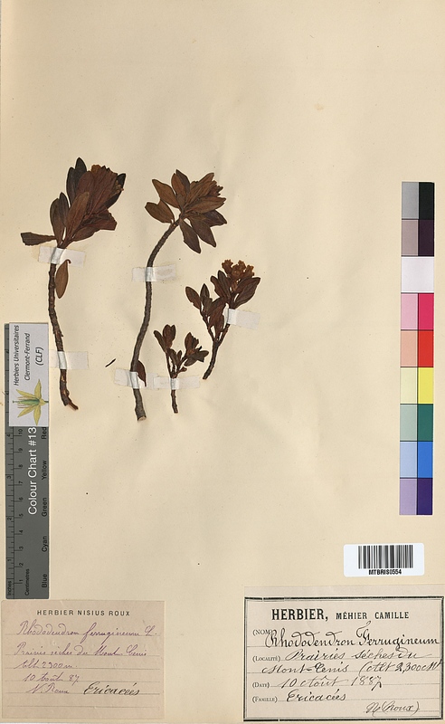 Rhododendron ferrugineum (Ericaceae)