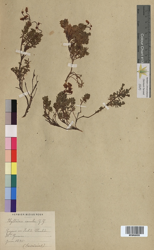 Phyllodoce caerulea (Ericaceae)
