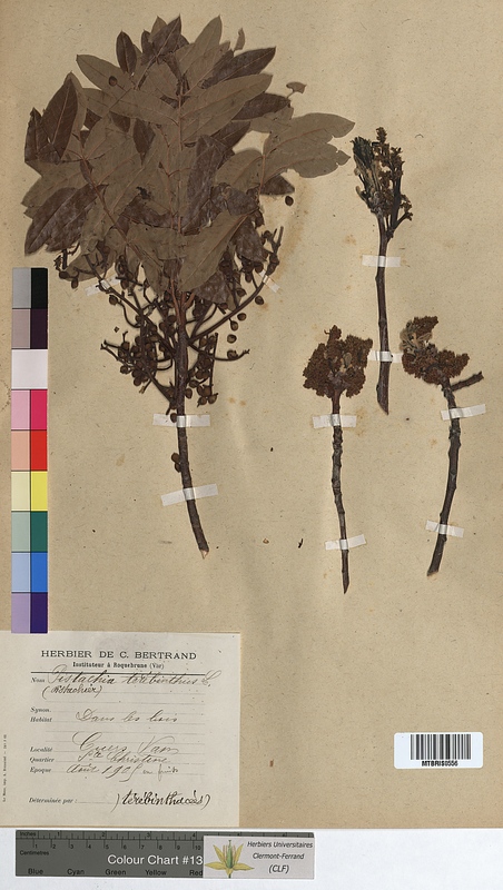 Pistacia terebinthus (Anacardiaceae)
