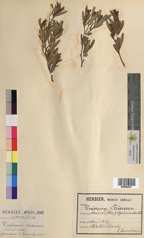 Cneorum tricoccon (Cneoraceae)