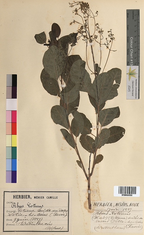 Rhus cotinus (Anacardiaceae)