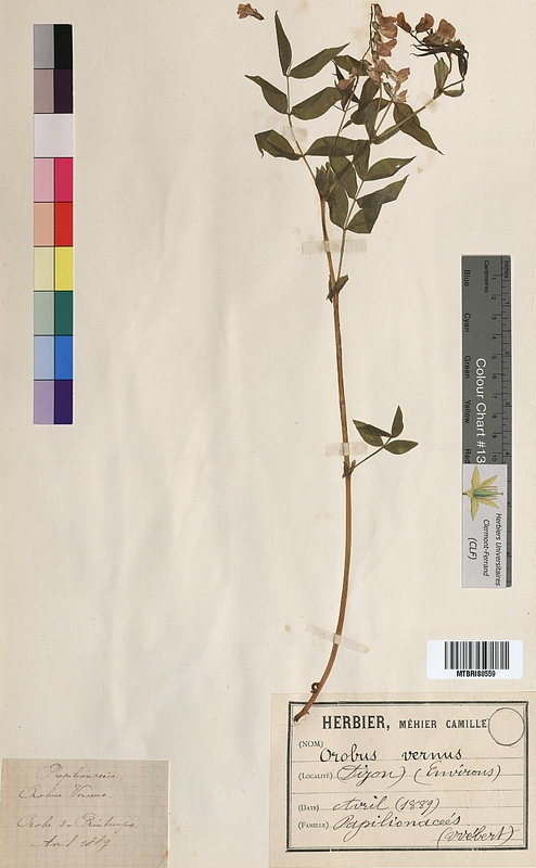 Orobus vernus (Fabaceae)