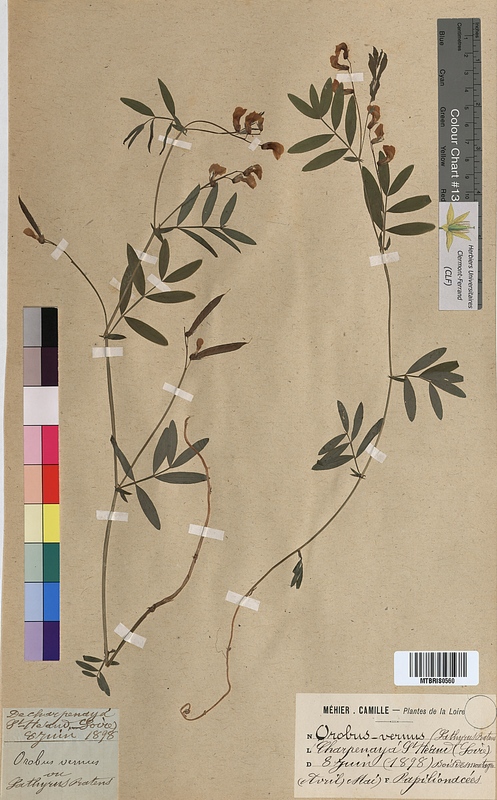 Orobus vernus (Fabaceae)