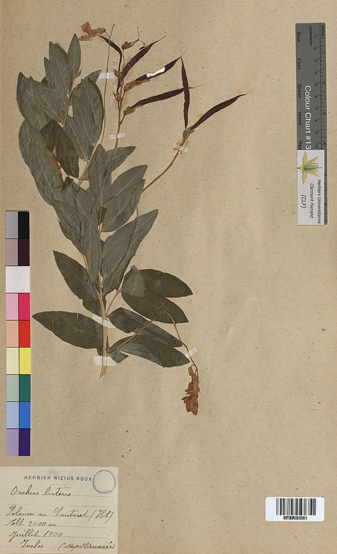 Orobus luteus (Fabaceae)