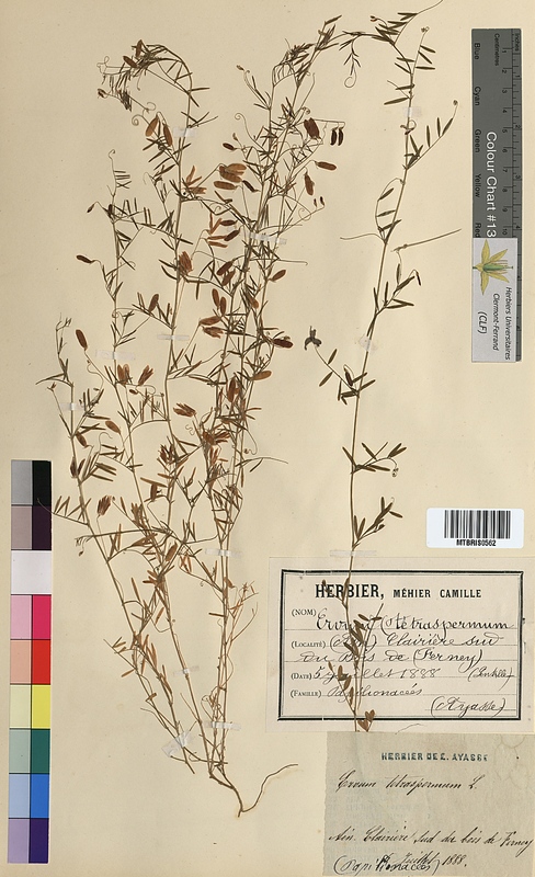 Ervum tetraspermum (Fabaceae)