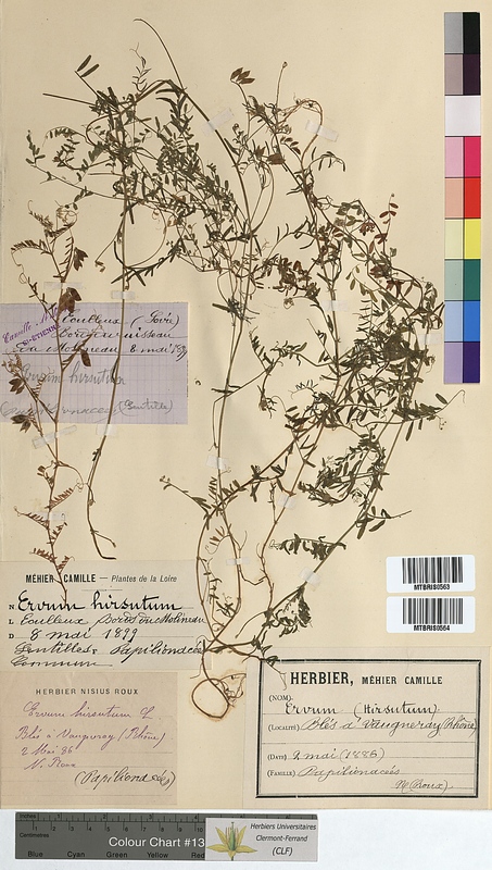 Ervum hirsutum (Fabaceae)