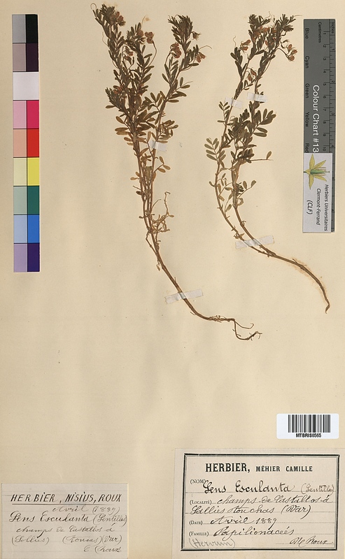 Lens esculanta (Fabaceae)