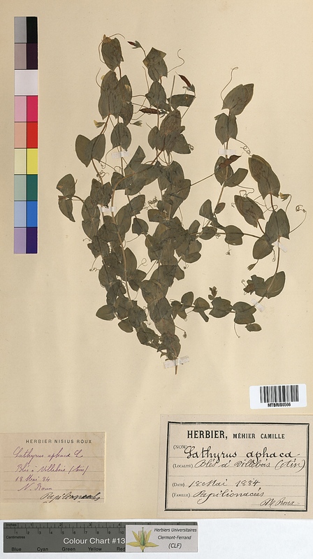 Lathyrus aphaca (Fabaceae)