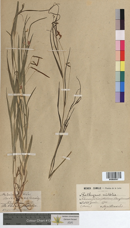 Lathyrus nissolia (Fabaceae)