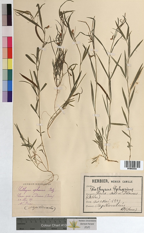 Lathyrus sphaericus (Fabaceae)