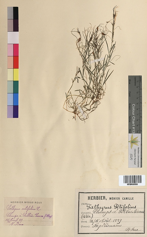 Lathyrus setifolius (Fabaceae)