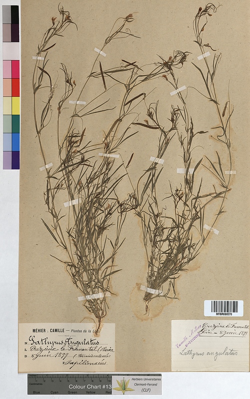 Lathyrus angulatus (Fabaceae)