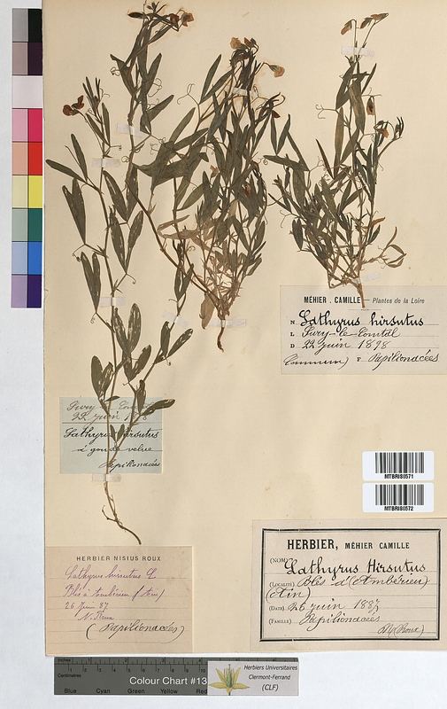 Lathyrus hirsutus (Fabaceae)