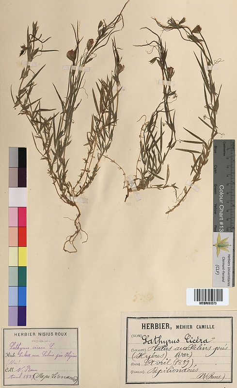 Lathyrus cicera (Fabaceae)