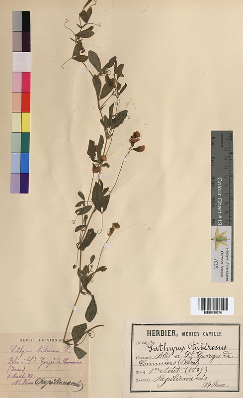 Lathyrus tuberosus (Fabaceae)