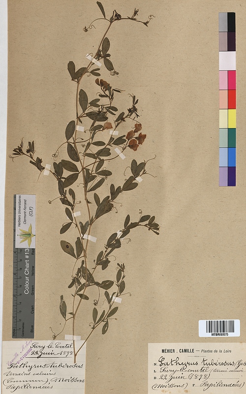 Lathyrus tuberosus (Fabaceae)