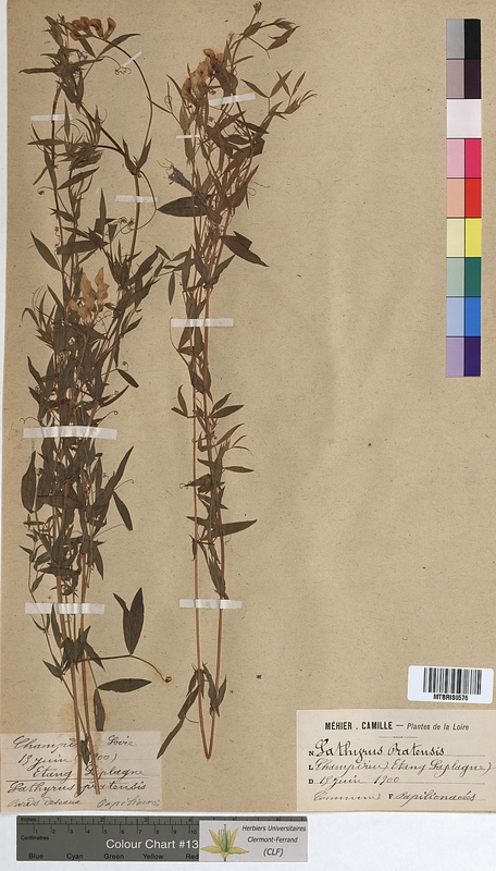 Lathyrus pratensis (Fabaceae)