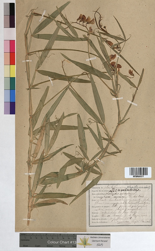 Lathyrus sylvestris (Fabaceae)