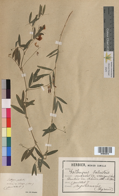 Lathyrus palustris (Fabaceae)