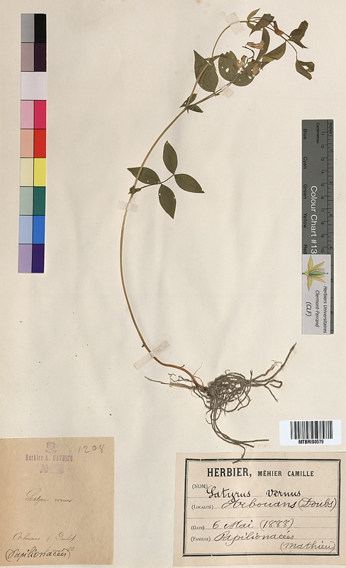 Lathyrus vernus (Fabaceae)