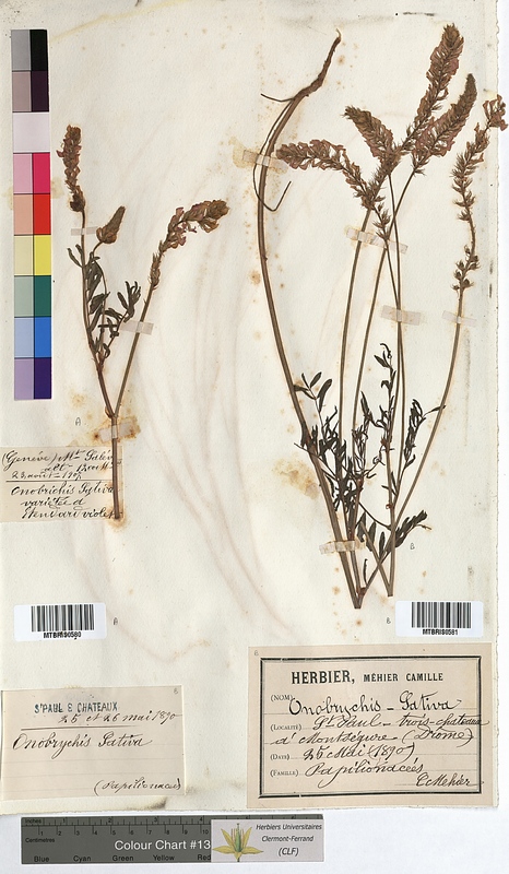 Onobrychis sativa (Fabaceae)