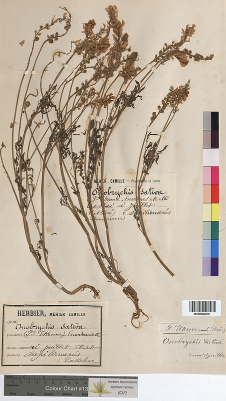 Onobrychis sativa (Fabaceae)
