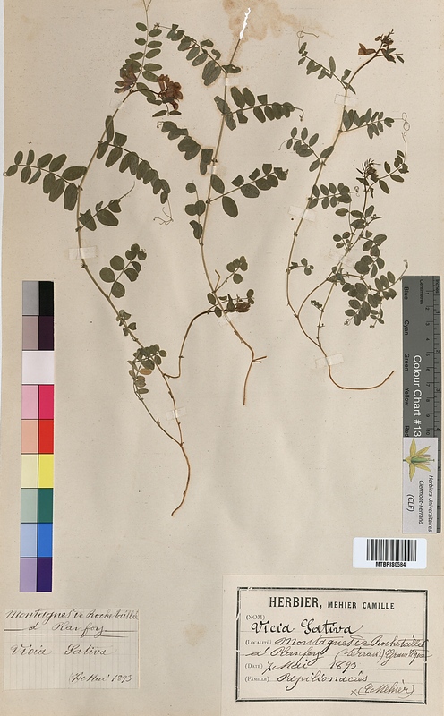 Vicia sativa (Fabaceae)