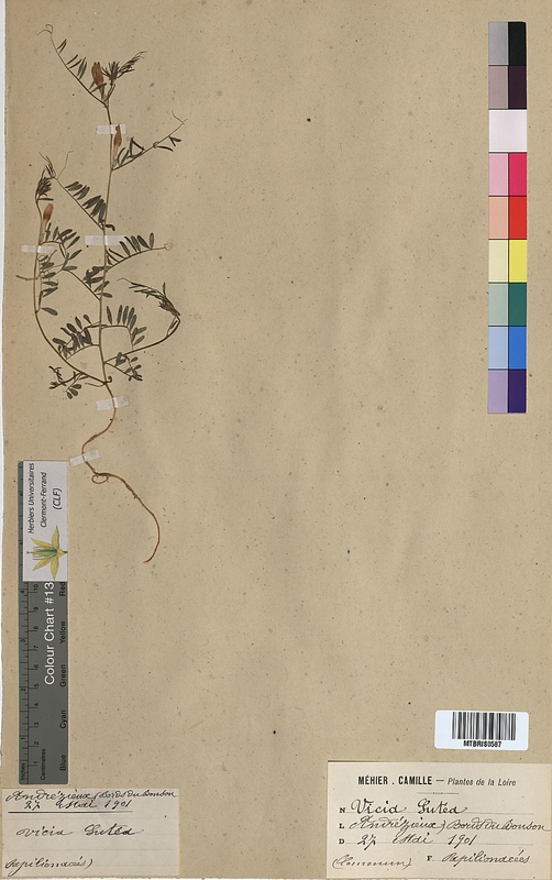 Vicia lutea (Fabaceae)