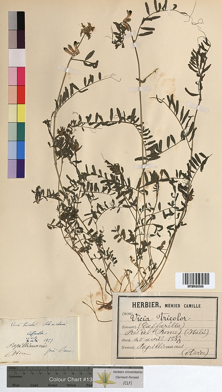 Vicia tricolor (Fabaceae)