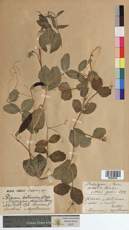 Pisum sativum (Fabaceae)
