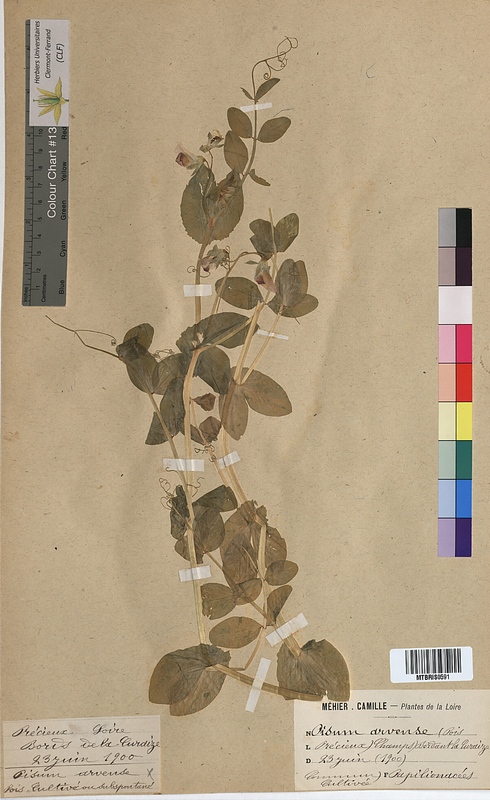 Pisum arvense (Fabaceae)