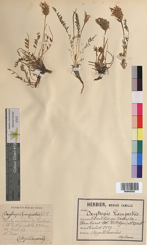 Oxytropis campestris (Fabaceae)