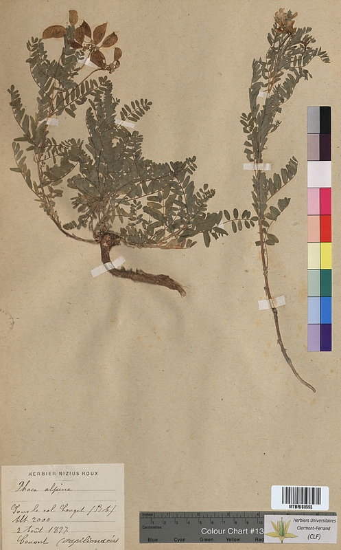 Phaca alpina (Fabaceae)