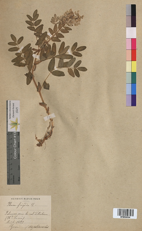 Phaca frigida (Fabaceae)