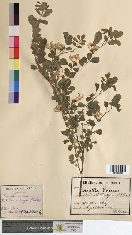 Coronilla emerus (Fabaceae)