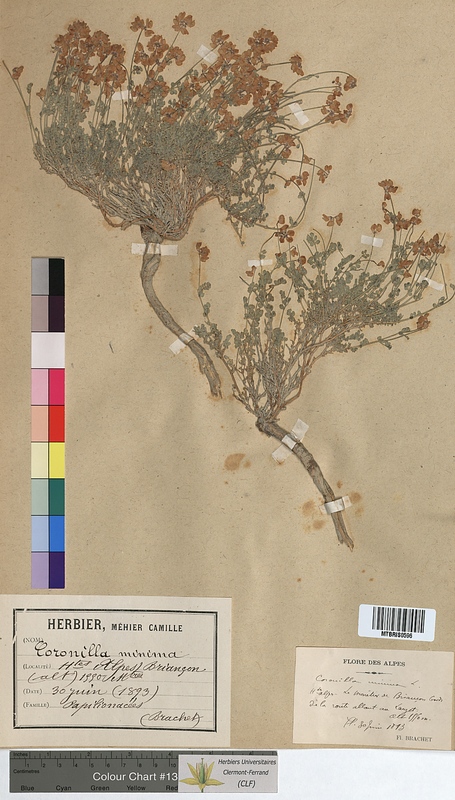 Coronilla minima (Fabaceae)