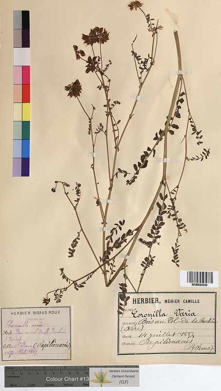 Coronilla varia (Fabaceae)