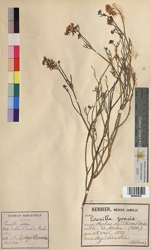Coronilla juncea (Fabaceae)