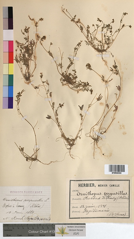 Ornithopus perpusillus (Fabaceae)