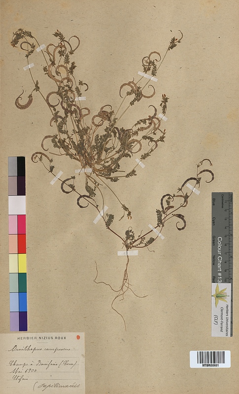 Ornithopus compressus (Fabaceae)