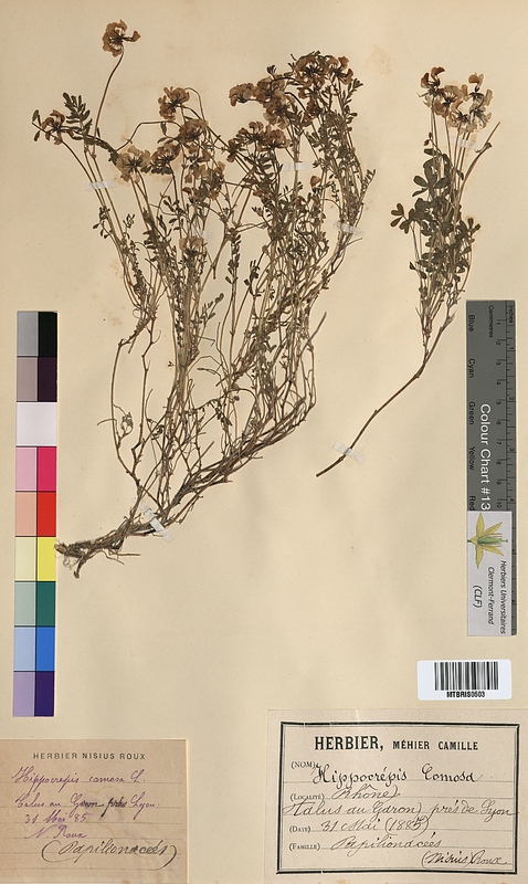 Hippocrepis comosa (Fabaceae)
