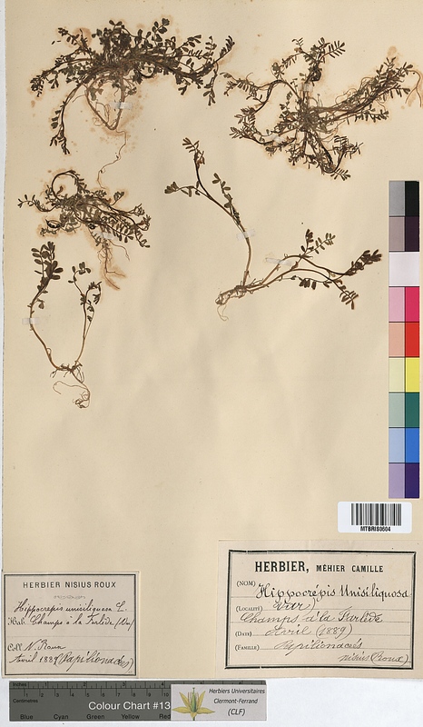 Hippocrepis unisiliquosa (Fabaceae)