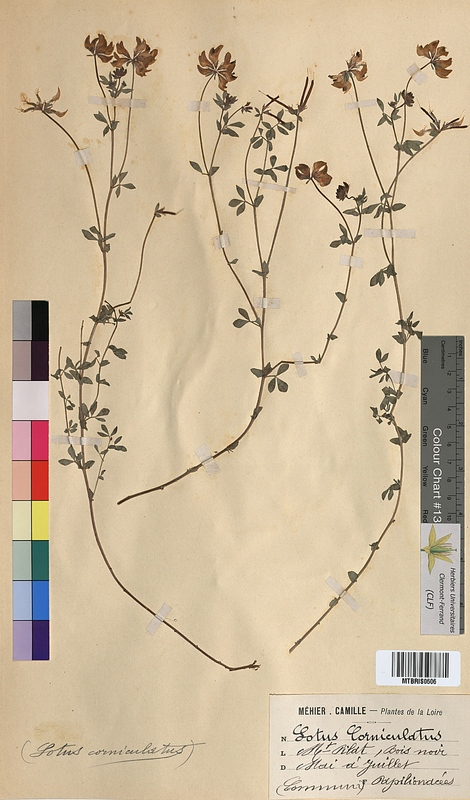 Lotus corniculatus (Fabaceae)