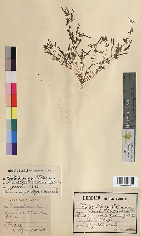 Lotus angustissimus (Fabaceae)