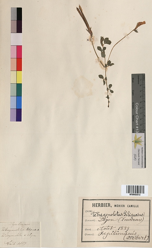 Lotus siliquosus (Fabaceae)