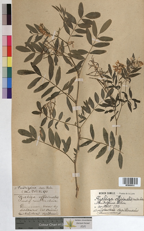 Galega officinalis (Fabaceae)