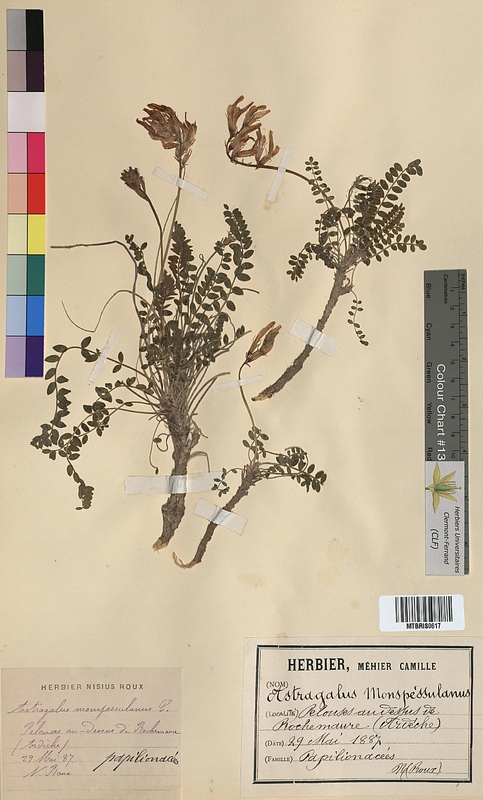 Astragalus monspessulanus (Fabaceae)