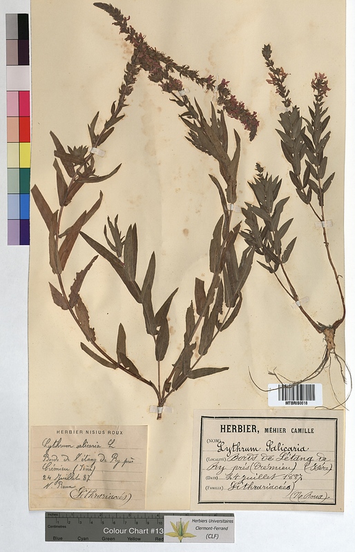 Lythrum salicaria (Lythraceae)