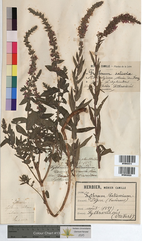 Lythrum salicaria (Lythraceae)